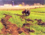 
Draft horses are great for the small farmer who loves animals.
